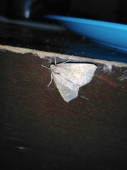 Focillidia