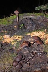 Psilocybe yungensis