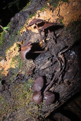 Psilocybe yungensis