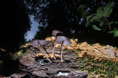 Psilocybe yungensis