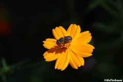 Augochlora nigrocyanea