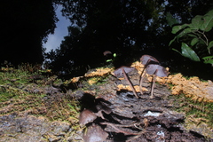 Psilocybe yungensis