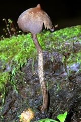 Psilocybe yungensis