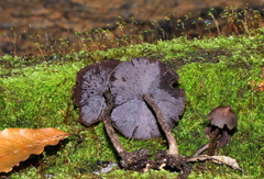 Psilocybe yungensis