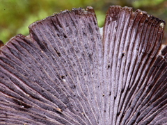 Psilocybe yungensis