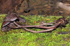 Psilocybe yungensis
