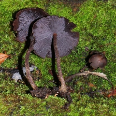 Psilocybe yungensis