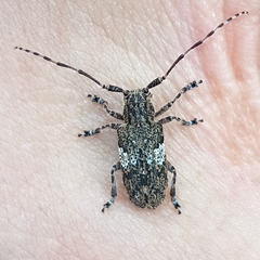 Mesosa nebulosa