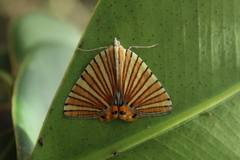 Pityeja histrionaria