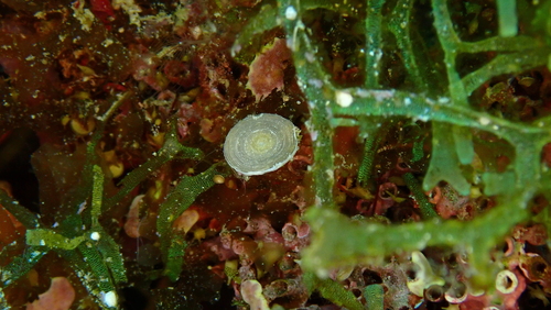 Marginopora observed 2025-09-17