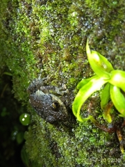 Pristimantis altamazonicus