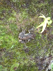 Pristimantis altamazonicus