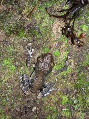 Pristimantis altamazonicus