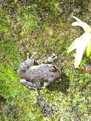 Pristimantis altamazonicus