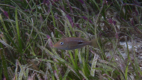 Lethrinus semicinctus observed 2025-09-17