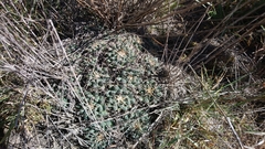 Mammillaria magnimamma