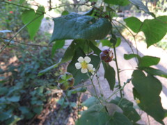 Wissadula amplissima