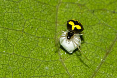 Theridula gonygaster
