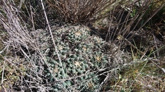 Mammillaria magnimamma