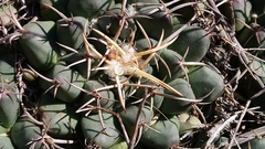 Mammillaria magnimamma