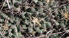 Mammillaria magnimamma
