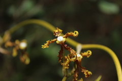 Cyrtochilum divaricatum