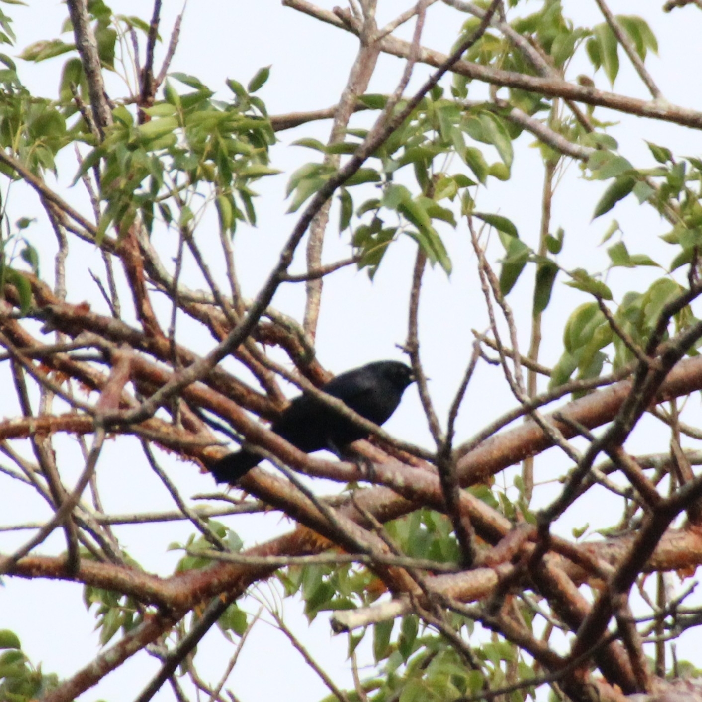 Tawny-shouldered Blackbird (Agelaius humeralis), photo 4