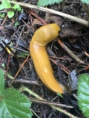 Ariolimax brachyphallus