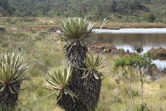 Espeletia occidentalis