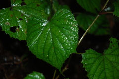 Vitis tiliifolia