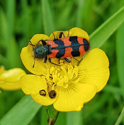 Bee-eating Beetle, photo 3 of 10