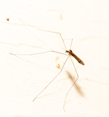 Unknown species found near Centerville, OH, USA
