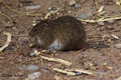 Sigmodon arizonae
