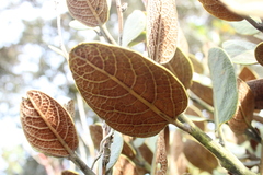 Persea ferruginea