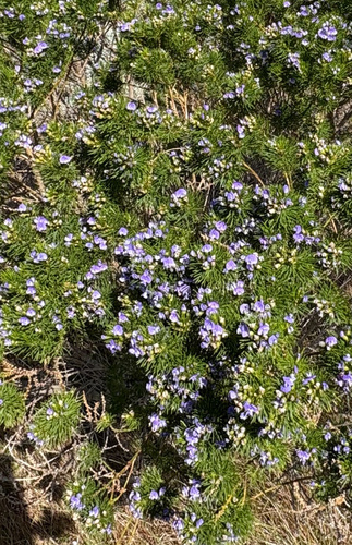 Tall Fountainbush (Psoralea affinis)