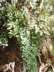 Argyrochosma
