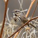 Eastern Song Sparrow - Photo (c) Ad Konings, some rights reserved (CC BY-NC), uploaded by Ad Konings