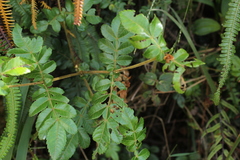 Weinmannia pubescens