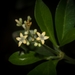 Smooth Psychotria - Photo (c) Nicholas John Fisher, some rights reserved (CC BY-NC), uploaded by Nicholas John Fisher