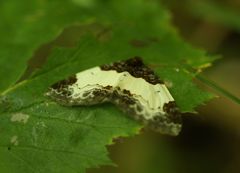 Mesoleuca albicillata