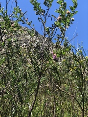 Indigofera superba
