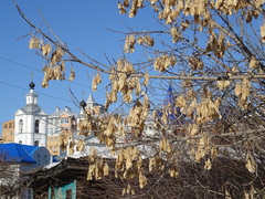 Acer negundo