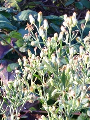 Erigeron canadensis