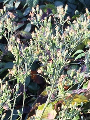 Erigeron canadensis