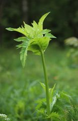 Cirsium oleraceum