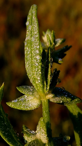 Long-stalked orache (Atriplex longipes)