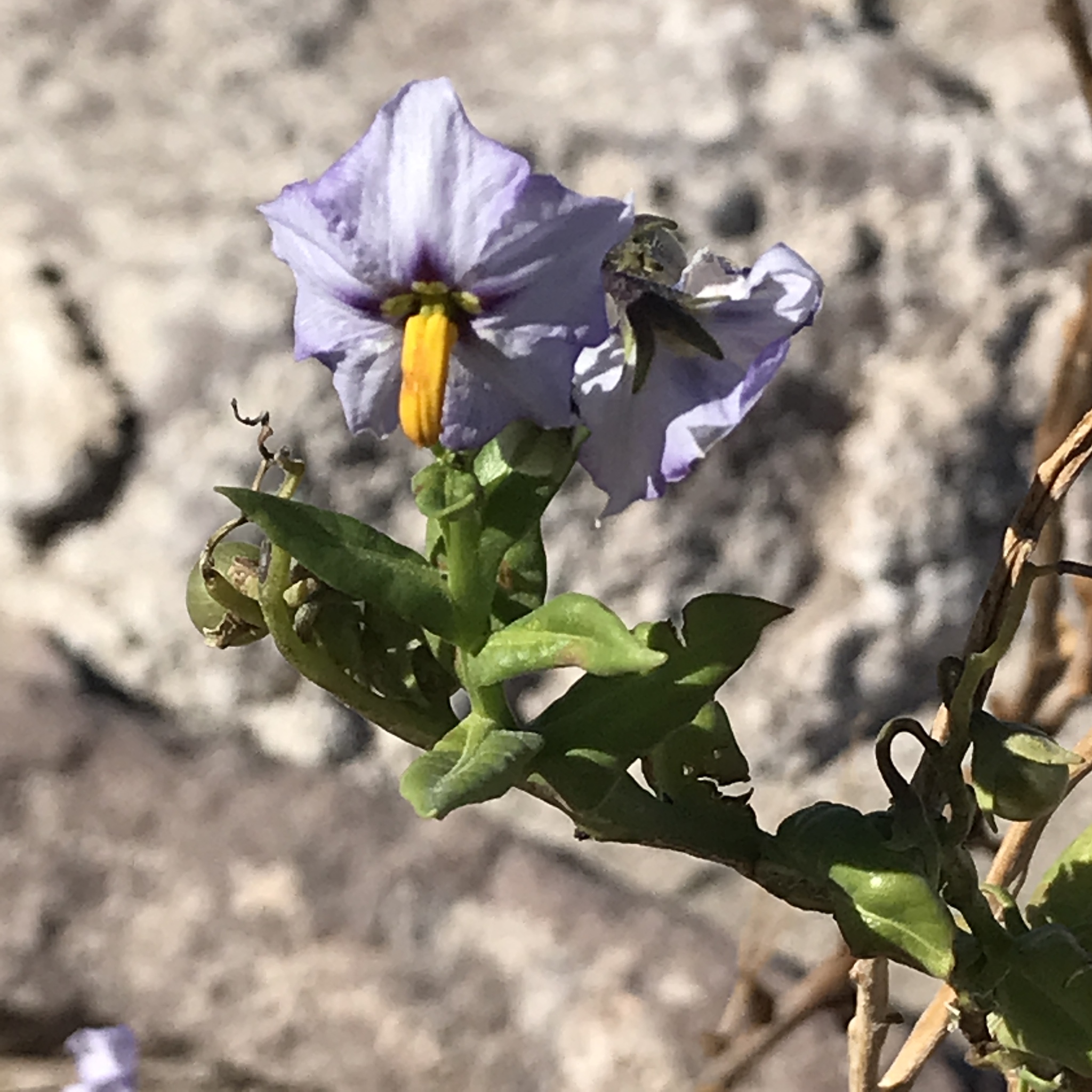Solanum polyphyllum