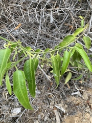 Vallesia