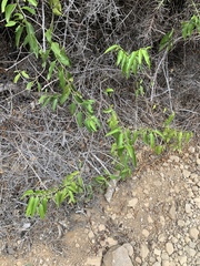 Vallesia