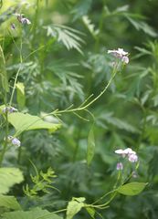 Lunaria rediviva